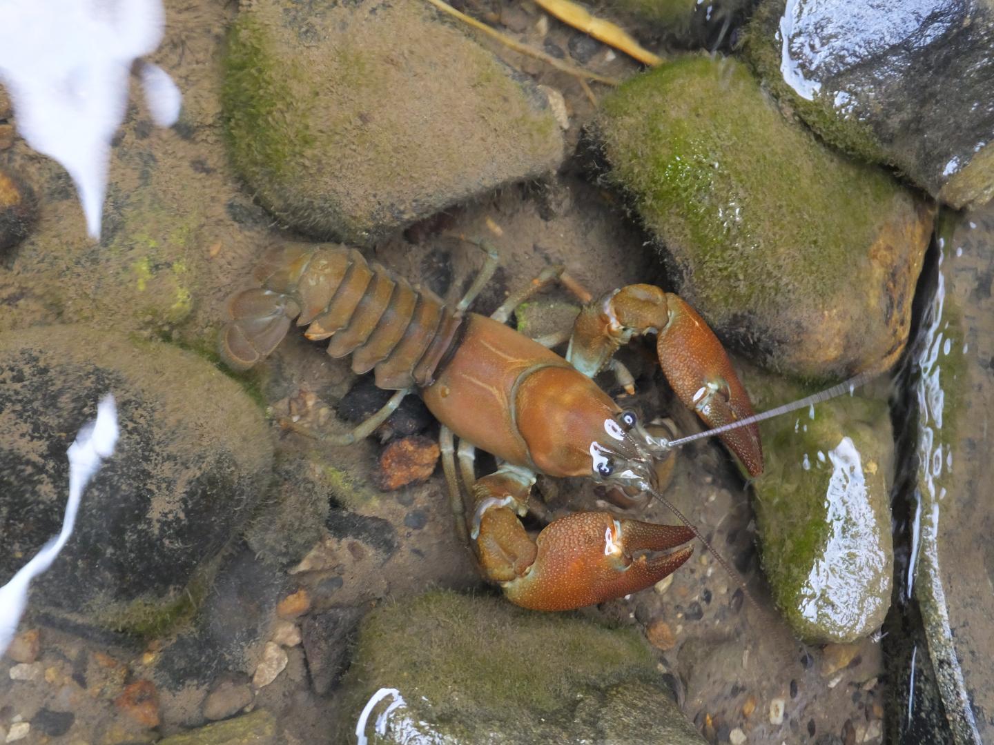Crayfish 'trapping' fails to control invasive