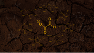 Glyoxylate and byproducts