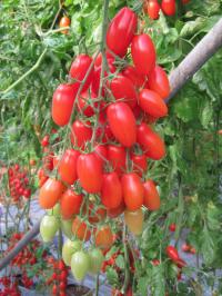 Tomato Plant with Higher Yield