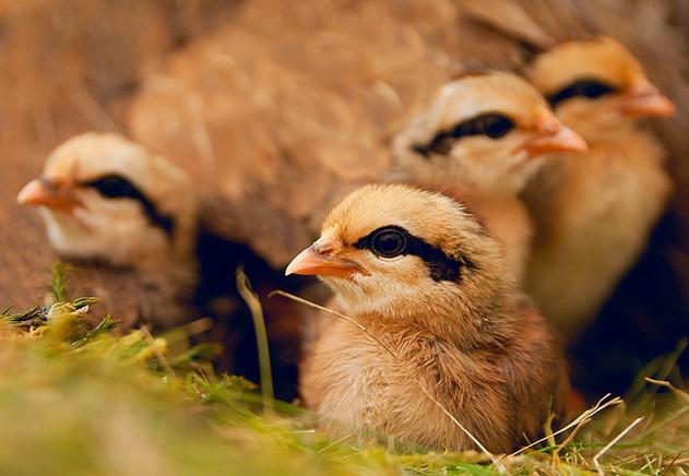Red Junglefowl Chicks
