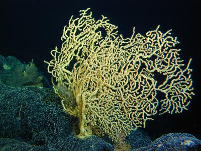 Hawaiian Coral