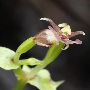 250123-Suetsugu-Stigmatodactylus-Pollination