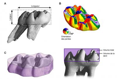 Tooth of Herbivorous Rodent