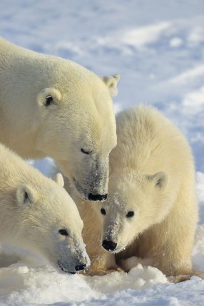 Ancestry of Polar Bears Traced to Ireland (2 of 3)