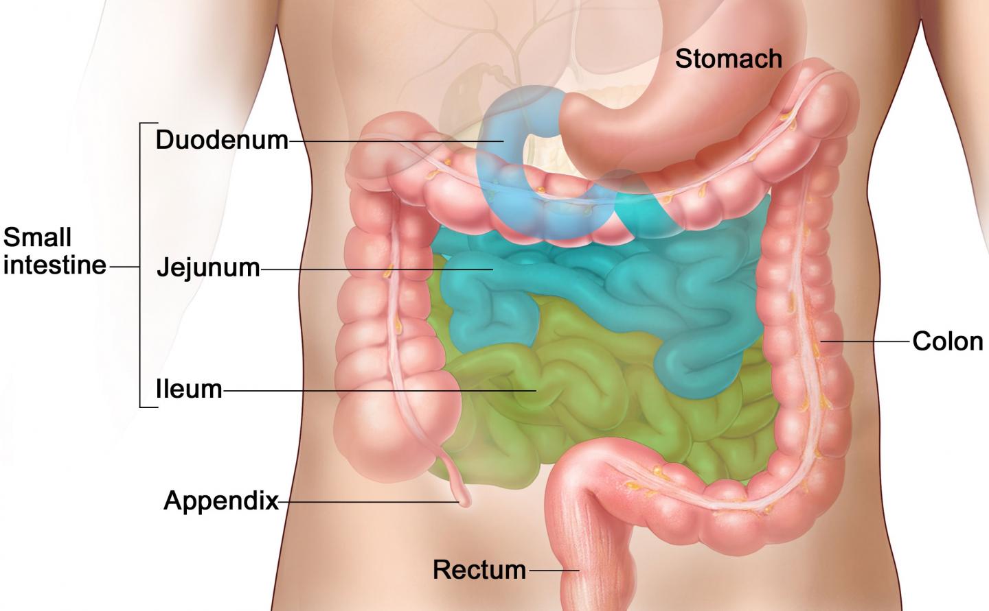 small intestine diagram anatomy