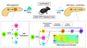 Mechanisms of β-cell transformation in different models