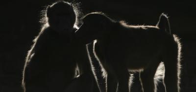 A Juvenile Male Baboon Gathers Social Information