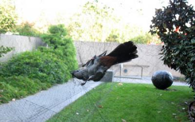 A Gray Catbird Caught in a Research Mistnet