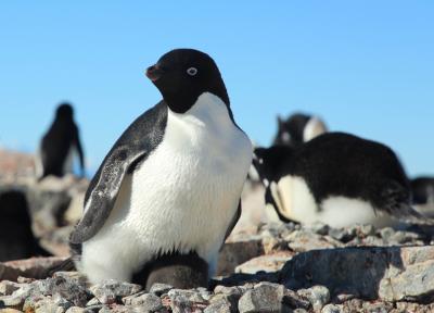 Adélie Penguins