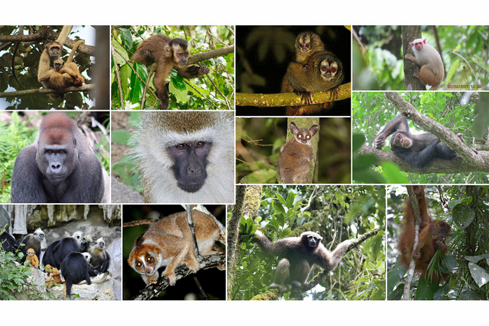 Non-human primates whose ranges overlap with Indigenous lands