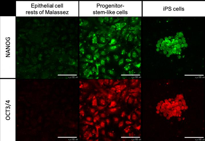 Figure 1. Immunocytochemical expression of the stem cell markers.