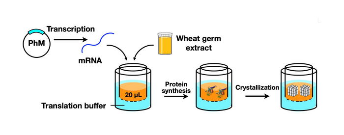 Analysis and Control of Protein Crystallization Using Short