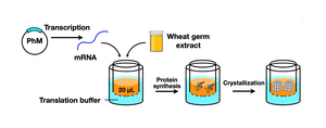 Cell-Free Protein Crystallization (CFPC)