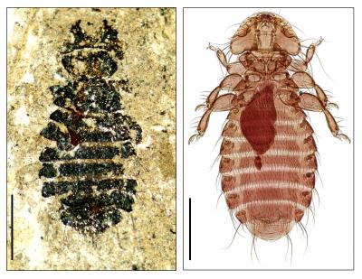 Ancient Louse / Present-Day Louse