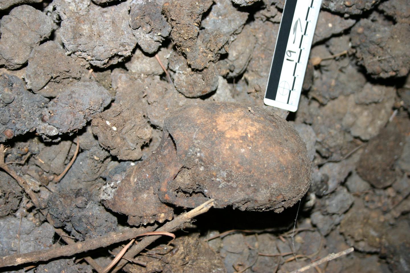 Side View of a Baboon Cranium from Misgrot Cave, South Africa