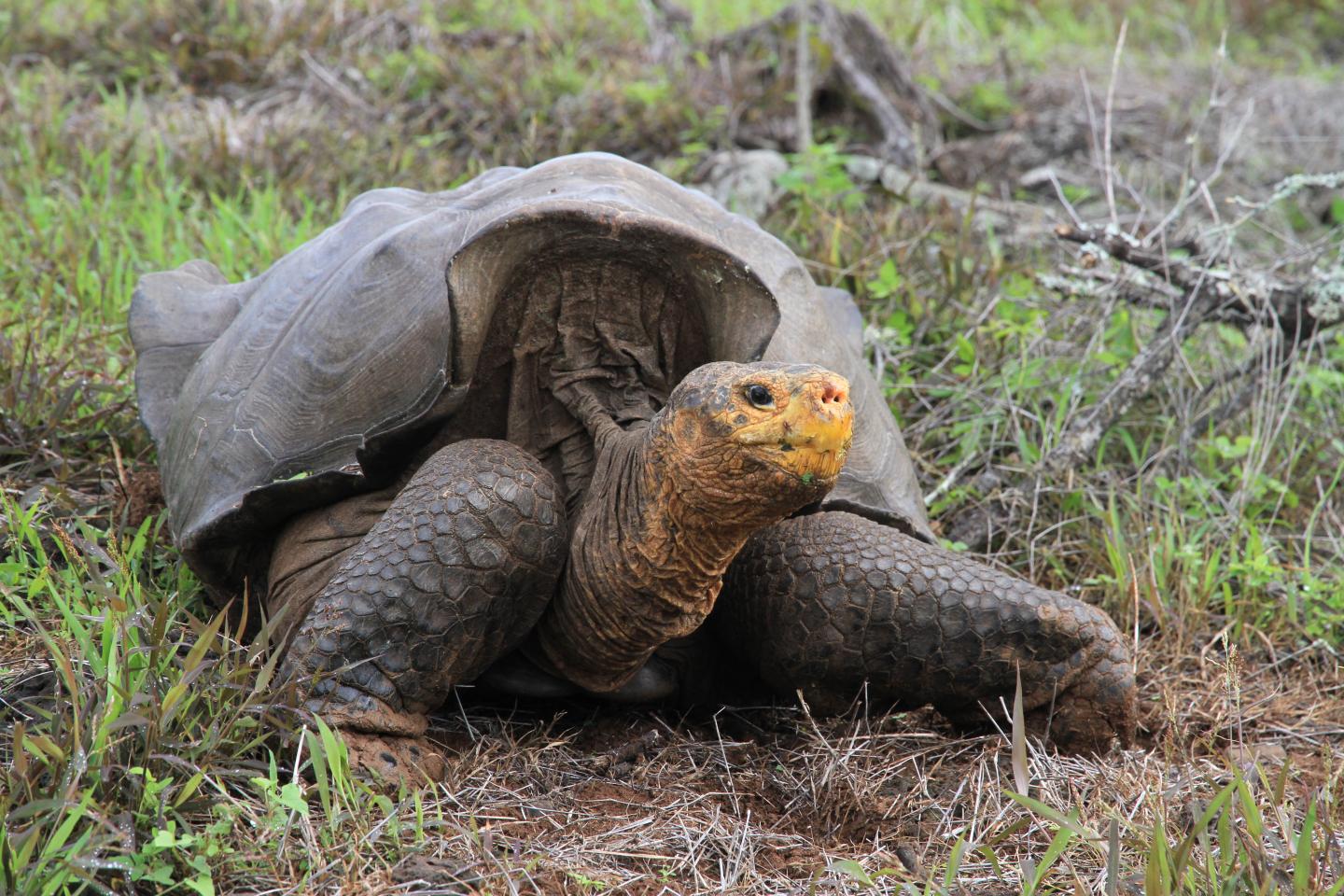 Giant tortoise on the Galapagos Island of Espanola