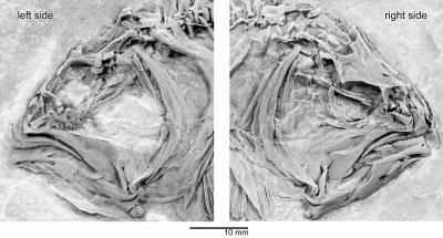 Skull of the Primitive Flatfish <i>Heteronectes</i>