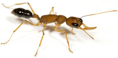 Jumping Ant