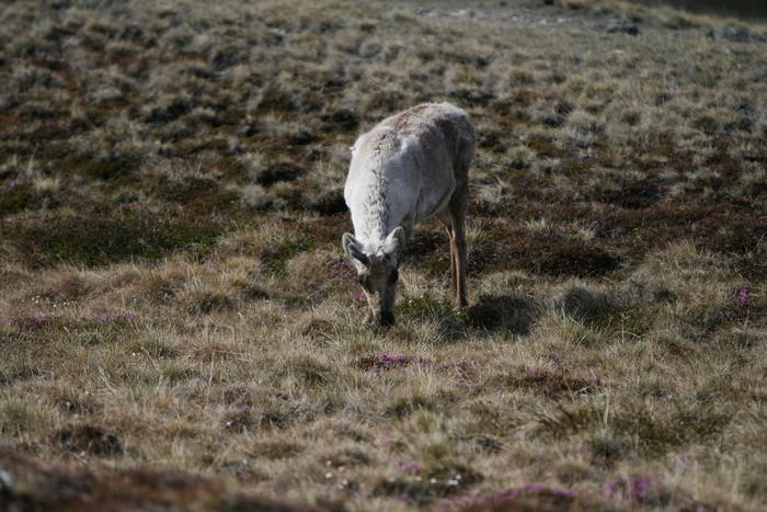 A caribou grazing