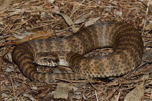 Death adder