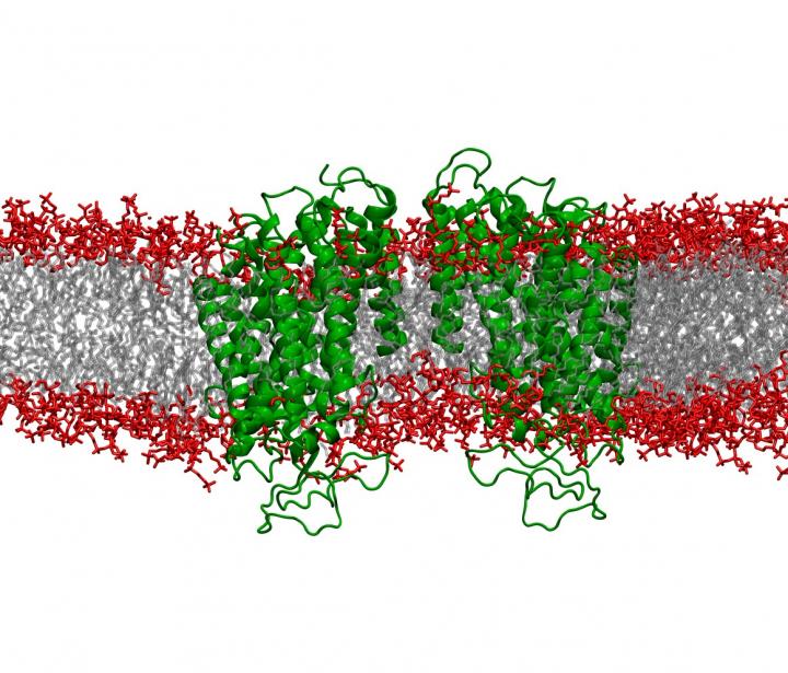 Protein NKCC1