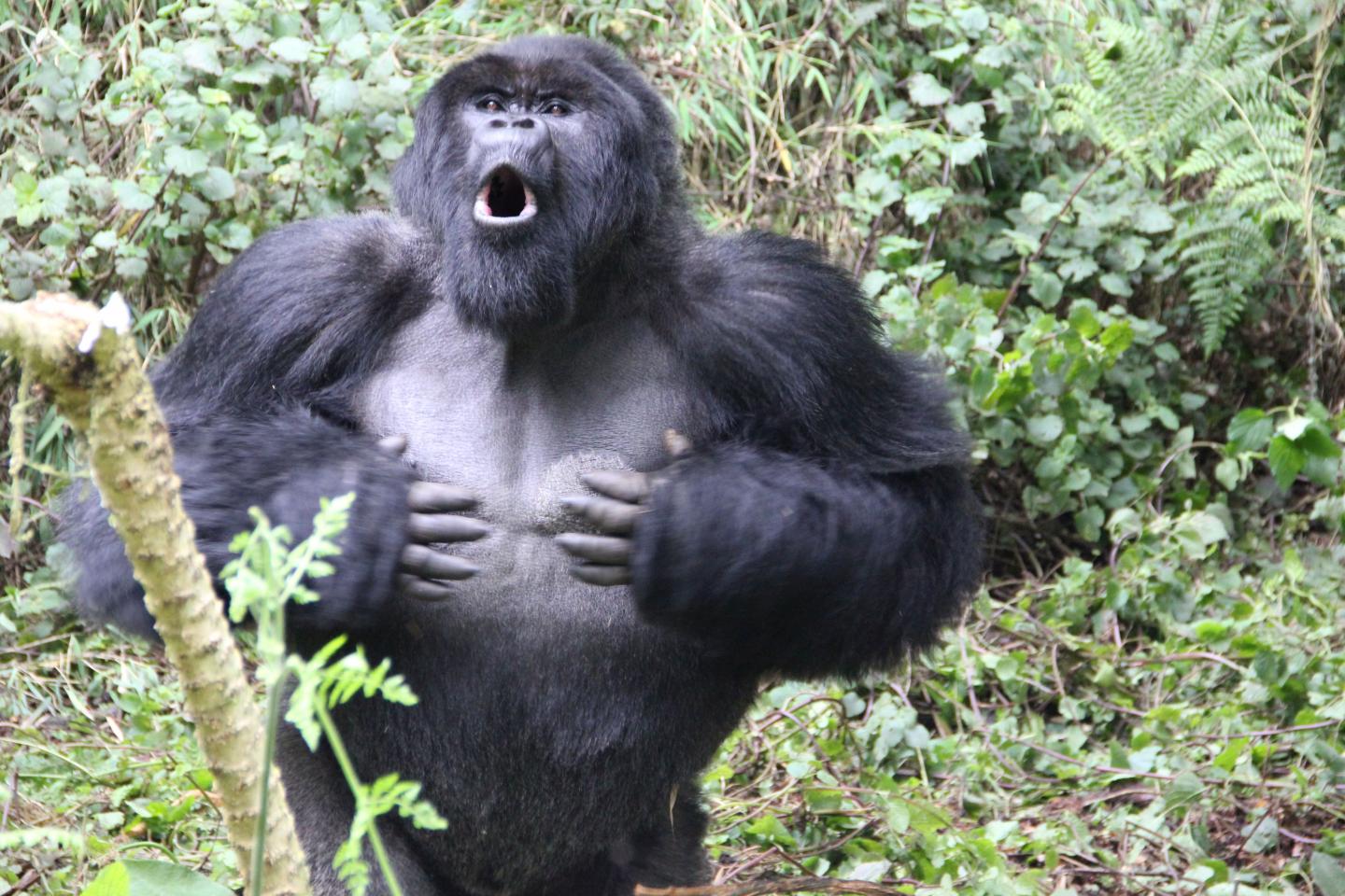 Gorilla