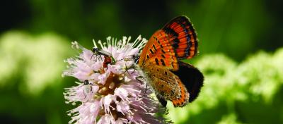 <i>Lycaena helle</i>