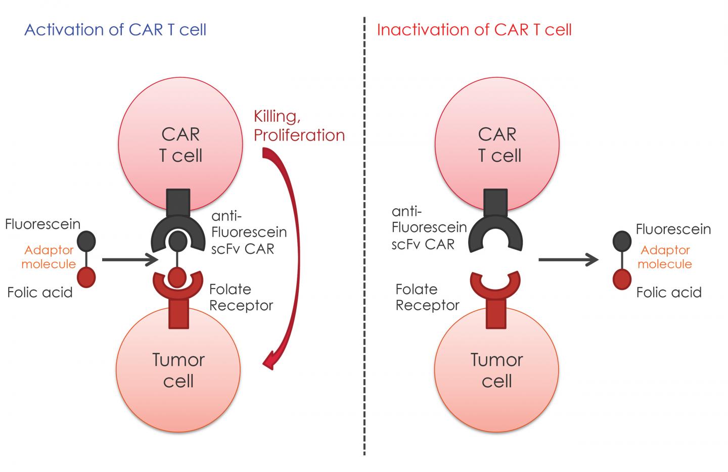 Low CAR T Cell Therapy