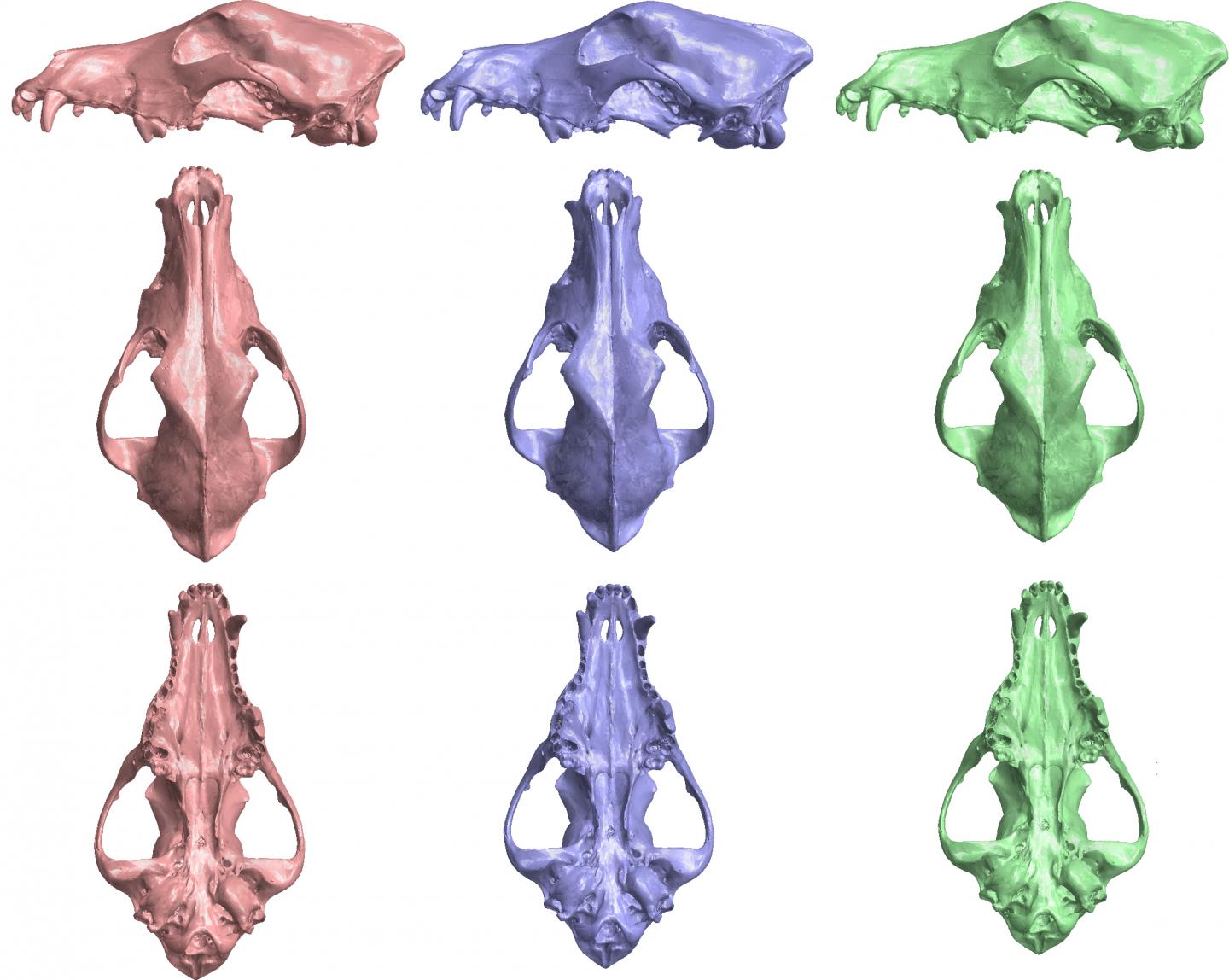 Dingo Skull Resistant to Change from Cross Breeding with Dogs, Research Shows (2/3)