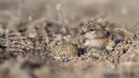 Plover Chick in Nest