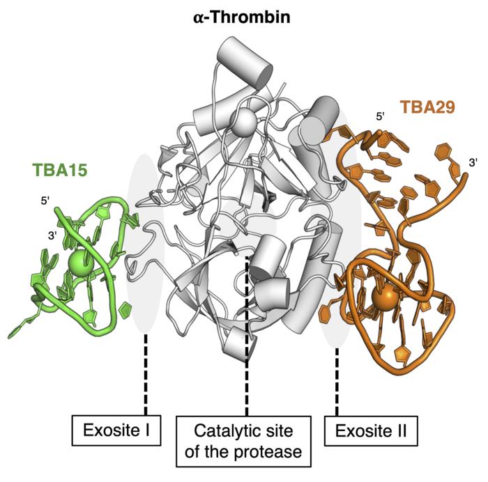 Human thrombin