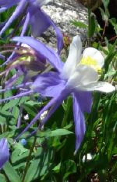 Rocky Mountain Columbine