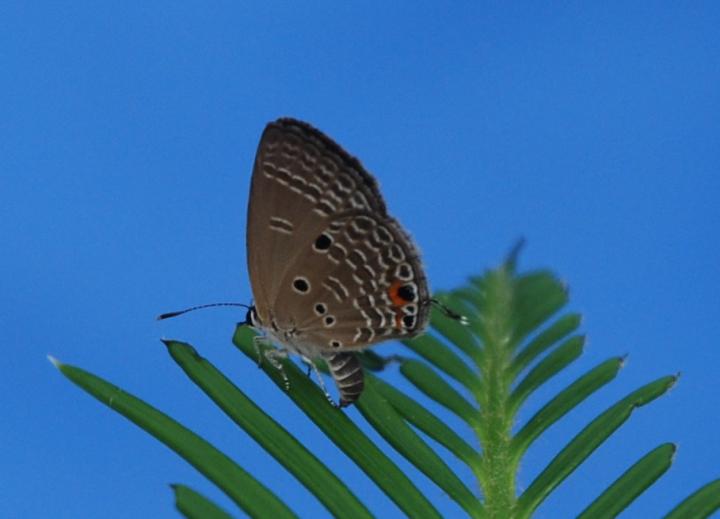 Ovipositing on <i>Cycad</i>