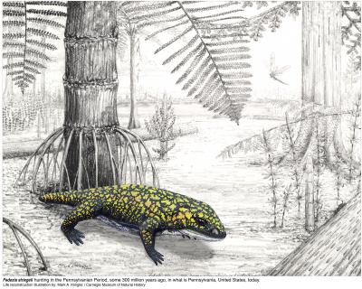 <i>Fedexia striegeli</i> Reconstruction