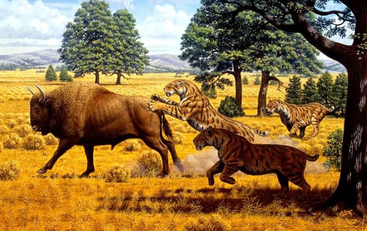 Saber-Toothed Cats and Bison Illustration