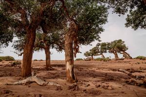 Populus trees