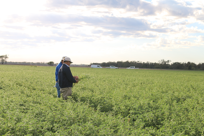 Chickpea crop in Goondiwindi