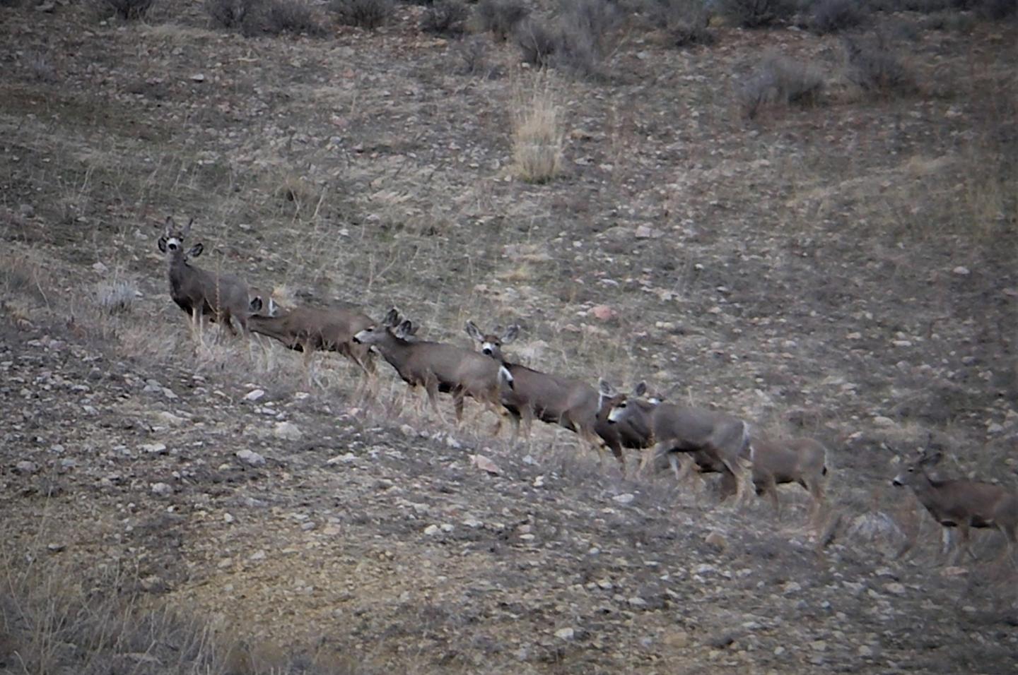 Mule Deer
