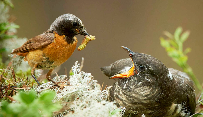 Redstart feeding cowbird young