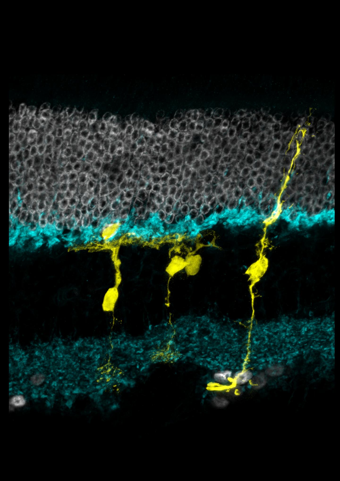 Regenerating Muller Glia in the Mouse Retina