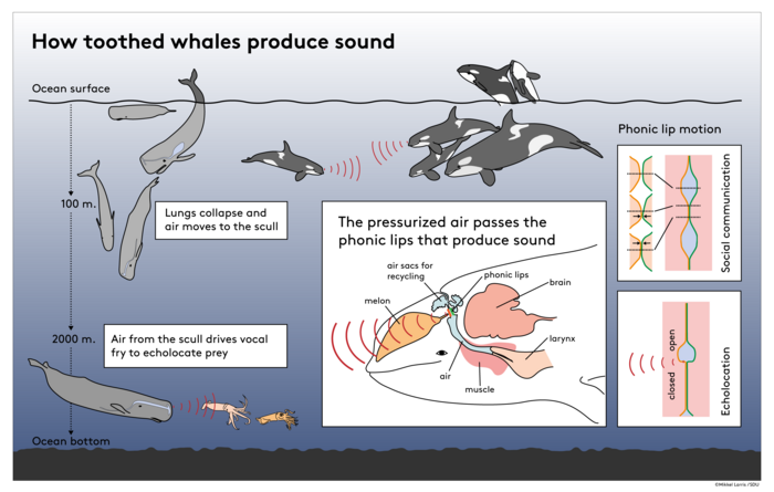 whale sound travel distance