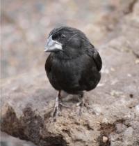 Male Darwin's Finch (Darwin's Finch) Posing on Rock
