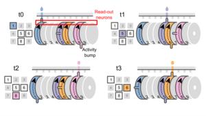 Music box brain