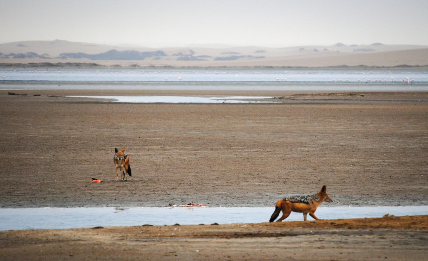 Jackals Feeding on Waterfowl in Namibia