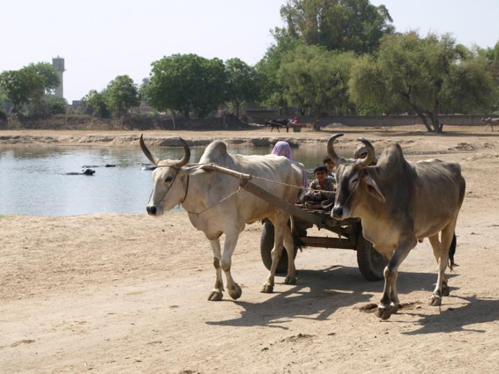 Indus Site of Rakhigarhi