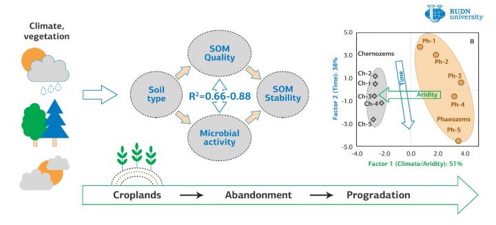 RUDN University Soil Scientists Found out How Abandoned Arable Land Restores