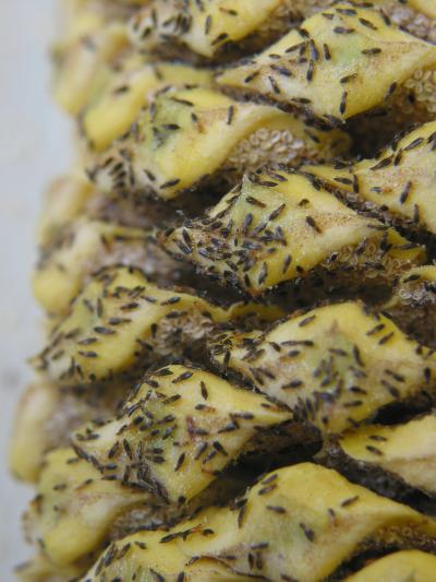 Thrips Swarm on Male Cycad Cone