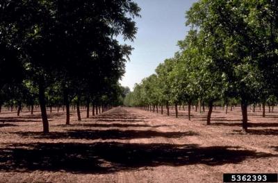 Pecan Orchard