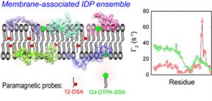 USTC Realizes Quantitative Ensemble Interpretation of Membrane Paramagnetic Relaxation Enhancement for Intrinsically Disordered Proteins