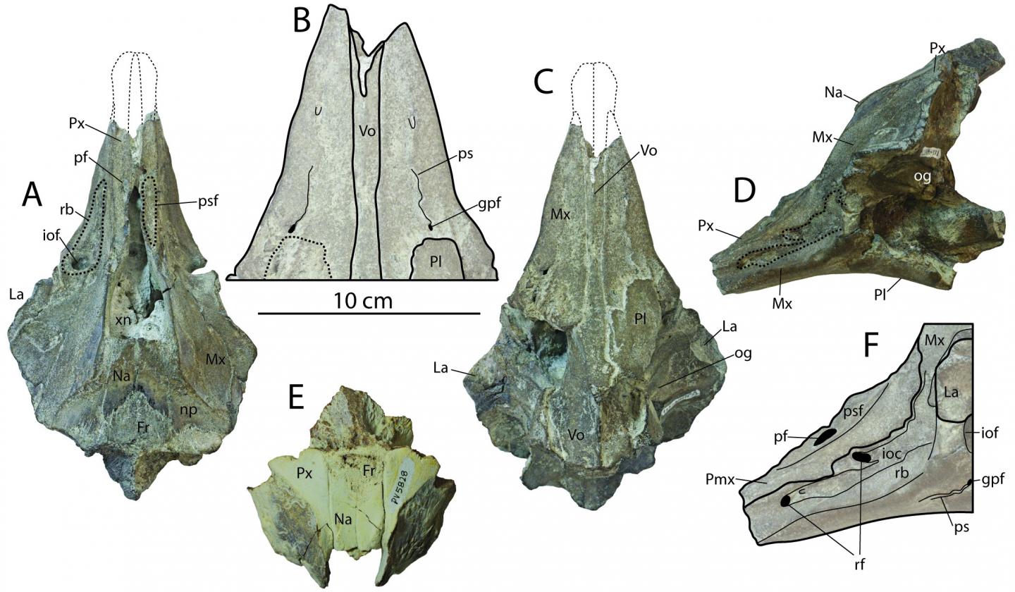 Inermorostrum cranium